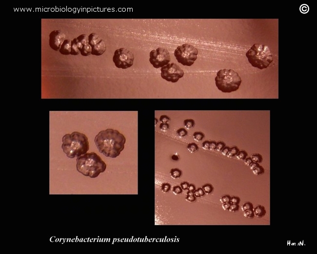 colony morphology of c.pseudotuberculosis